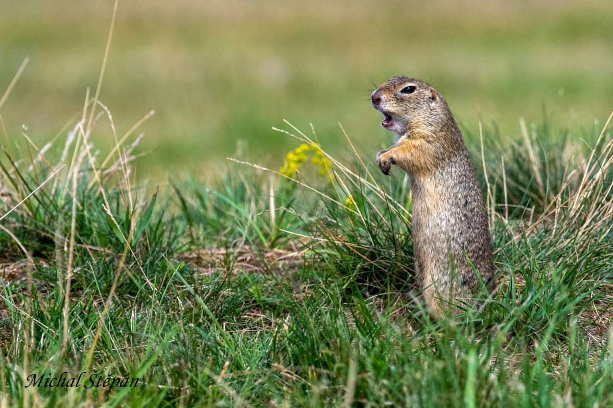 Syslí hřiště Mladá Boleslav