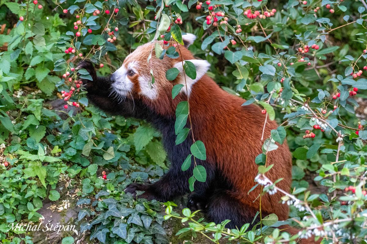 Panda červená ZOO Praha