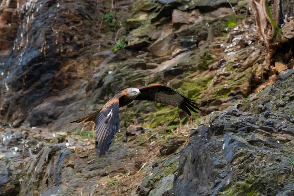 Zoo Praha Luňák červený